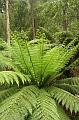 Tree fern, Sherbrook Park